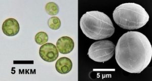 Вид <em><strong>Coelastrella rubescens</em></strong> IBSS-12